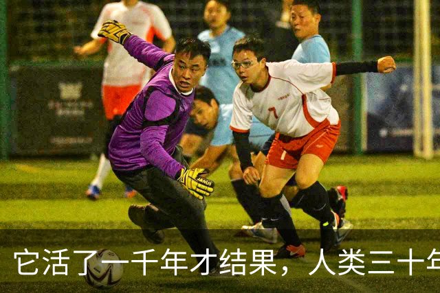 它活了一千年才结果，人类三十年砍光，消失的秘密至今无人能解
