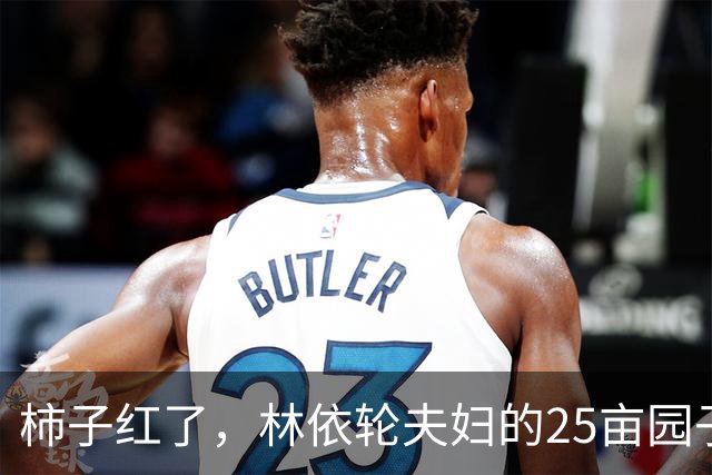 柿子红了，林依轮夫妇的25亩园子火了，这才是神仙日子！